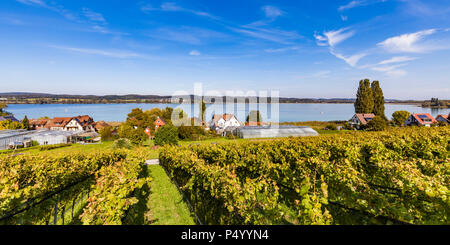 Deutschland, Oberzell, Blick auf den Bodensee mit Weinbergen im Vordergrund. Stockfoto