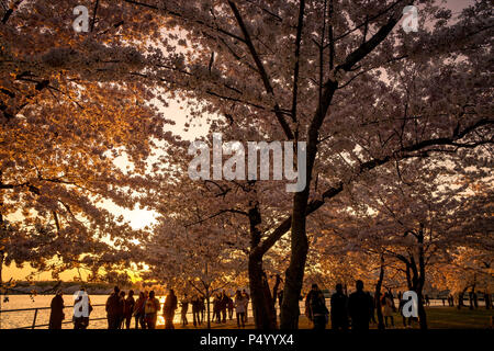 Touristen nehmen im blühenden Kirschblüten rund um das Tidal Basin während Washington, DC's Cherry Blossom Festival. Stockfoto