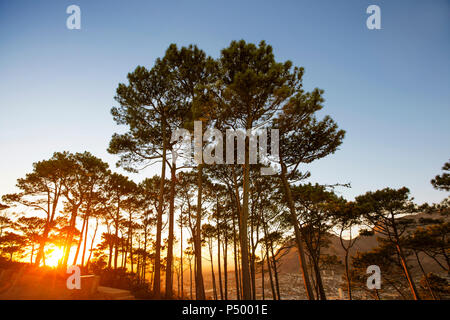 Afrika, Südafrika, Kapstadt, Bäume auf einem Hügel mit Sonnenuntergang Stockfoto