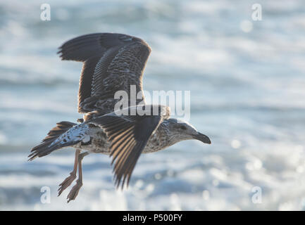 Afrika, Südafrika, Kapstadt, Kelp Möwe über das Meer Fliegen Stockfoto