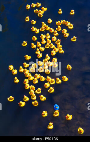 Gummienten, einem blauen Ente Stockfoto