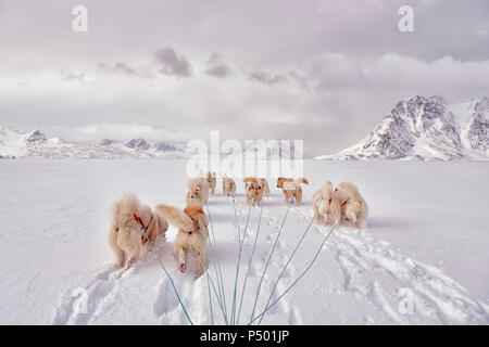 Grönland, Schweizerland Alpen, Schlittenhunde, Stockfoto