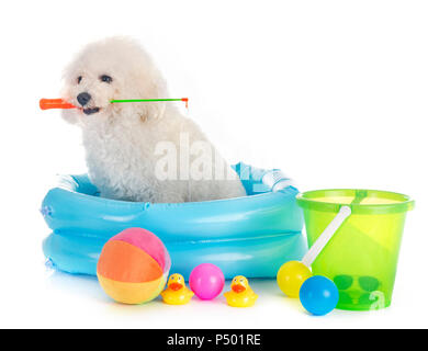 Malteser Hund und Chihuahua vor weißem Hintergrund Stockfoto