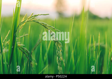 Nahaufnahme von Rohreis und Wallpaper von Reissaatgut in der Farm, organische Reisfeld mit Grün und Gold Rohreis, wachsende Pflanzen und Landwirtschaft wit Stockfoto