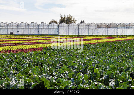 Deutschland, Kreis Konstanz, Insel Reichenau, Gewächshäuser und Gemüseanbau Stockfoto