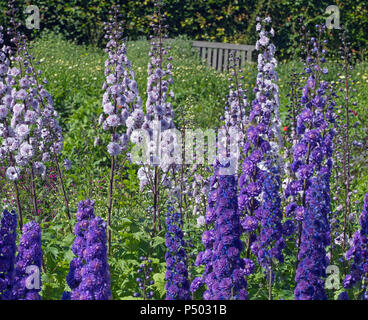 Delphinium 'Bolero' im Vordergrund und Delphinium Cha Cha im Hintergrund Stockfoto