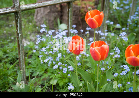 Deutschland, Hamburg, Altes Land, Tulpen und Vergißmeinnicht vor der rostigen Fenster in den Garten Stockfoto