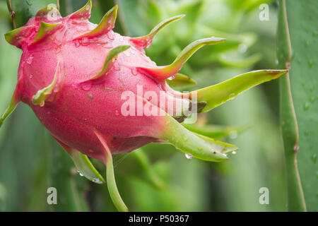 Dragon Frucht am Baum nach dem Regen in den Garten Stockfoto