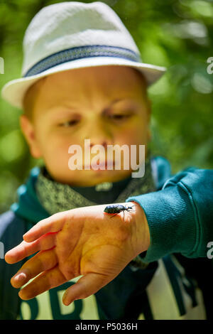 Junge Prüfung Käfer auf der Hand Stockfoto