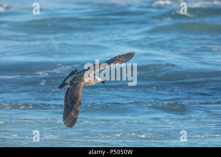 Afrika, Südafrika, Kapstadt, Kelp Möwe über das Meer Fliegen Stockfoto