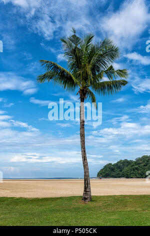 Palmen am Strand in der Nähe von Kota Kinabalu in Sabah, Borneo, Malaysia Stockfoto