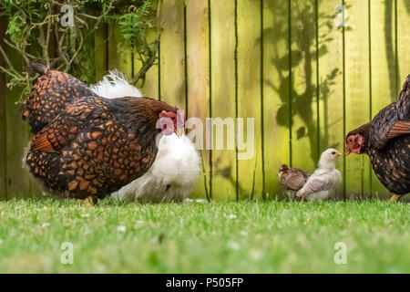 Nahaufnahme einer Mutter Silkie und Wyandotte Henne mit dort jungen Küken auf der Suche nach Larven auf einem gepflegten Rasen in einem privaten Garten gesehen. Stockfoto