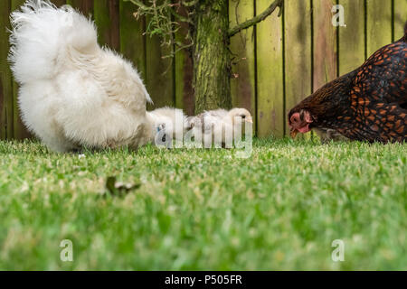 Nahaufnahme einer Mutter Silkie und Wyandotte Henne mit dort jungen Küken auf der Suche nach Larven auf einem gepflegten Rasen in einem privaten Garten gesehen. Stockfoto