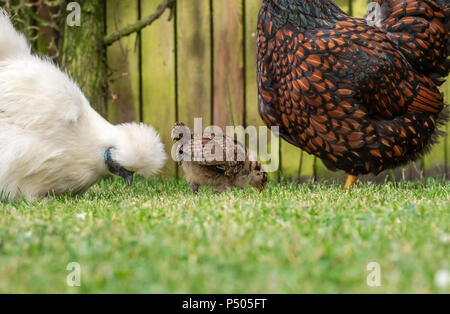 Nahaufnahme einer Mutter Silkie und Wyandotte Henne mit dort jungen Küken auf der Suche nach Larven auf einem gepflegten Rasen in einem privaten Garten gesehen. Stockfoto