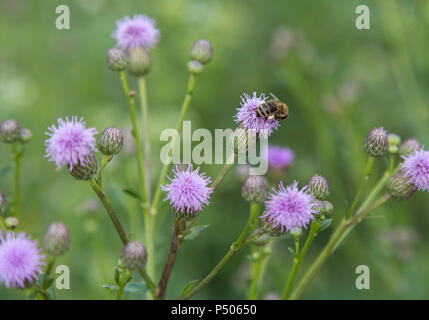 Biene mit Pollen auf einem Lila Blume Nahaufnahme Stockfoto