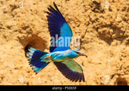 Exotischen Vogel im Flug bringt, um Nahrung für Küken, Flora und Fauna und einzigartige Vögel Stockfoto