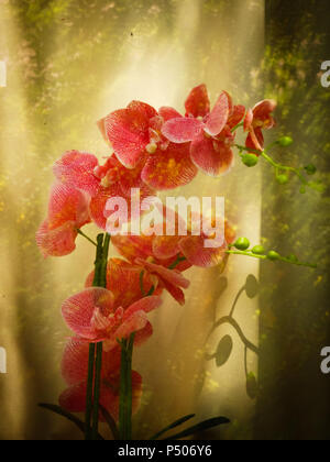 Phalenopsis Orchideen. Bunte schöne Motte Orchideen durch das Fenster. Stockfoto