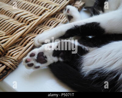 Nahaufnahme des Schlafens Katzenpfoten Stockfoto