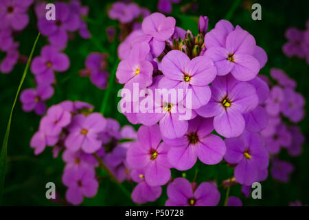 Hesperis Matronalis. Die Violetten Dames gilliflowers auf grünem Hintergrund. Close Up. Stockfoto