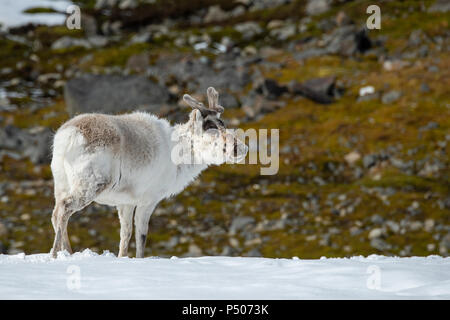 Norwegen, Svalbard, Spitzbergen, Isbjornhamna. Svalbard Rentier (Rangifer tarandus platyrhynchus) Stockfoto