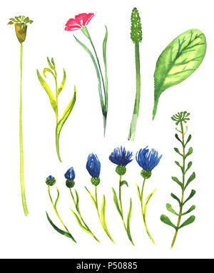 Satz von wilden Blumen und Blätter (Wald und Wiese, Blumen), isolierte Handgemalten Aquarell Abbildung im weichen Stil Stockfoto