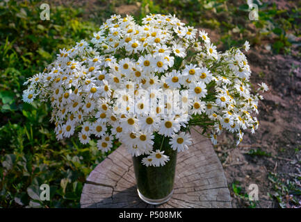 Blumenstrauß aus Gänseblümchen in einem Glas Vase auf Holz stumpf Stockfoto