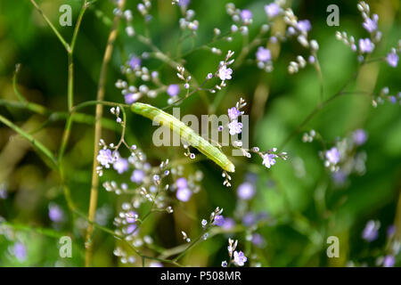 Caterpillar auf Blätter mit Blüten Stockfoto