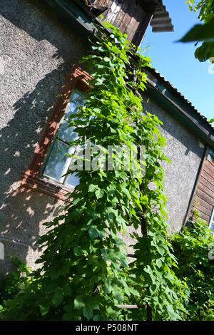 Hop teilt die Leiter in den Garten. Stockfoto