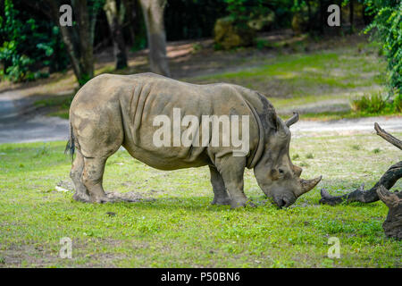 Rhinoceros - Kilimanjaro Safaris ist eine Safari Attraktion im Disney's Animal Kingdom im Walt Disney World Resort in Lake Buena Vista, Fl.