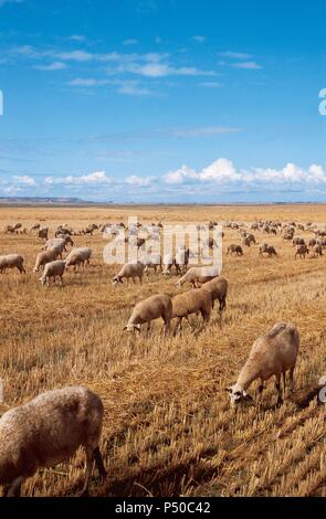 Herde Schafe grasen in Tierra de Campos ("Land der Felder), umfangreiche Ebene zwischen den Flüssen Pisuerga und Cea. Provinz von Palencia, Kastilien und Leon, Spanien. Stockfoto