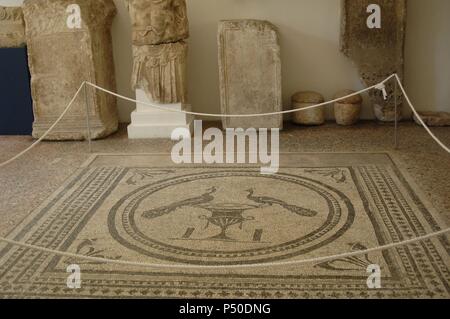 Kroatien. Pula. Römische Mosaik, zwei Pfaue auf einer Platte. 1. Jahrhundert - 2. Archäologische Museum. Stockfoto