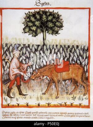 Tacuinum Sanitatis. Mittelalterliche Gesundheit Handbuch, datiert vor 1400, basierend auf Beobachtungen der medizinischen Auftrag detailliert die wichtigsten Aspekte von Lebensmitteln, Getränken und Kleidung. Mann mit Pferd, in einem Feld von dinkel. Miniatur. Folio 47r. Stockfoto