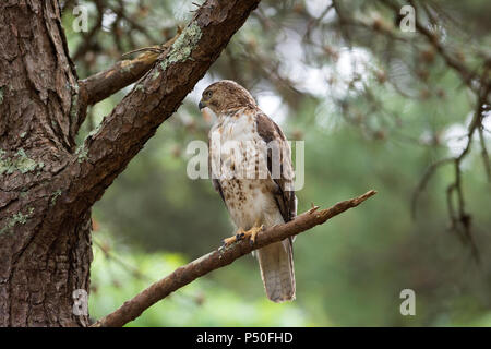 Ein roter Schwanz Hawk (Buteo Jamaicensis) auf der Jagd in einem Kiefer auf Cape Cod, Massachusetts, USA Stockfoto