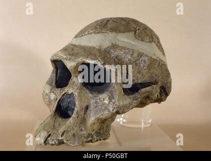 Mrs Ples. Nachbildung eines Schädels eine Plesianthropus Transvaalensis. Gefunden Sie bei Sterkfontein. Südafrika. Stockfoto