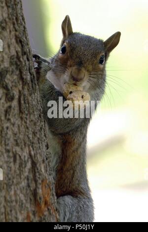 Eichhörnchen. Philadelphia. Pennsylvania. USA. Stockfoto