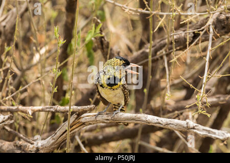 D'Arnaud's Barbet (Trachyphonus darnaudii) auf einem Zweig in den Tarangire Nationalpark, Tansania thront Stockfoto