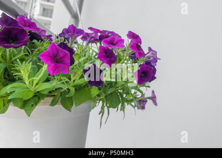 Schöne purple petunia Blumen im Topf hängen Stockfoto