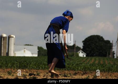 Amische Frau Bauernhof Werke tun. Lancaster County. USA. Stockfoto