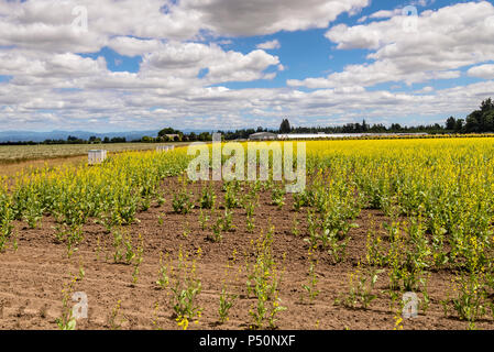 Bereich der gelb blühenden Pflanzen Willamette Valley Oregon. Stockfoto