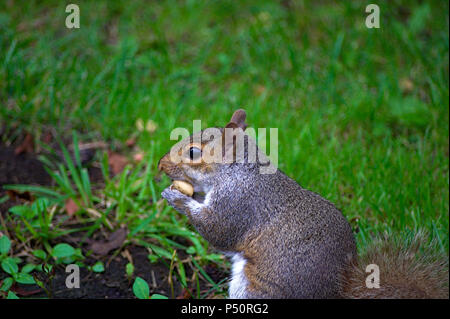 Eichhörnchen essen eine Mutter auf Seite Profil Stockfoto