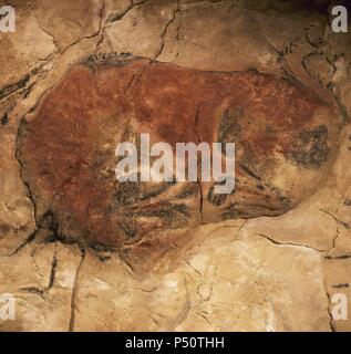 ARTE PREHISTORICO. ESPAÑA. CUEVA DE ALTAMIRA. Descubierta en 1879 por Marcelino de Sautuola, cerca de Santillana del Mar las mejores de una de las pinturas palietales con la representación de un BISONTE en actitud de Ataque. PALEOLITICO SUPERIOR (35.000-10.000 ein. c.). Kantabrien. Stockfoto