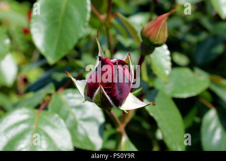 Dunkelrote rose bud beginnend mit dicken dunkelgrünen Blätter und kleine geschlossene Knospe im Hintergrund auf warmen sonnigen Tag umgeben zu öffnen. Stockfoto