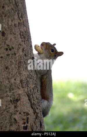 Eichhörnchen. Philadelphia. Pennsylvania. USA. Stockfoto