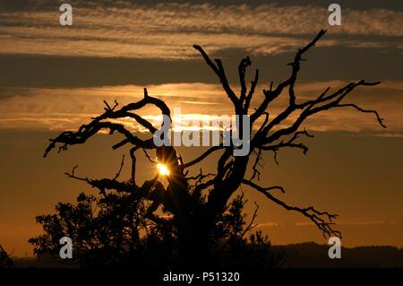 Las mejores a contraluz de las Ramas de un árbol Al atardecer. Naturpark Sant Llorenç Del Munt i l'Obac. Comarca del Vallès Occidental. Provincia de Barcelona. Cataluña. Stockfoto