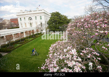 Präsident George W. Bush fährt mit dem Fahrrad durch den Rosengarten, 26. März 2008. Foto von Eric Draper, mit freundlicher Genehmigung des George W. Bush Presidential Library und Museum Stockfoto