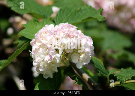Gefüllte Schneeball - Viburnum opulus Roseum oder oder oder Steril oder Schneeball großen schneeball wie weiße Blumen mit dicken grünen Blätter im Hintergrund auf warmen sonnigen Stockfoto