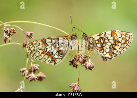 Zwei atemberaubenden seltene Heide Fritillaryschmetterling (Melitaea athalia) auf das Säen Gras, einander in einem Waldgebiet Clearing. Stockfoto