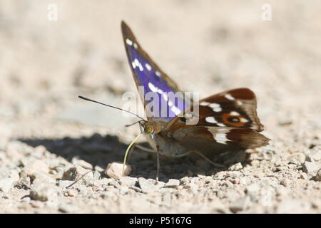 Eine atemberaubende Männliche Lila Kaiser (Colias Iris) das Hocken auf dem Boden essen Mineralien. Stockfoto