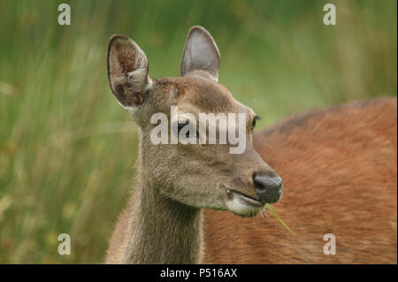 Einen schönen Kopf geschossen eines Sika Hirsch (Cervus Nippon) Ernährung in einer Wiese am Rande des Waldes. Stockfoto
