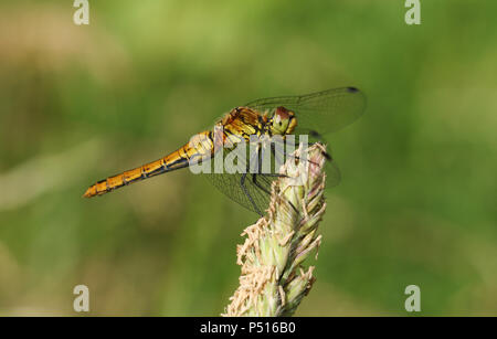 Eine neu entstandene Ruddy Darter Dragonfly (Sympetrum sanguineum) hocken auf einem grassamen Kopf. Stockfoto
